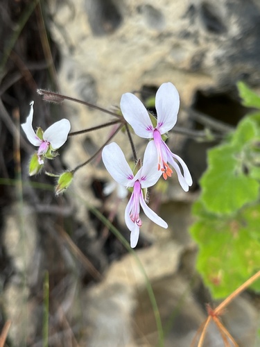 Pelargonium tomentosum (Pelargonium tomentosum)