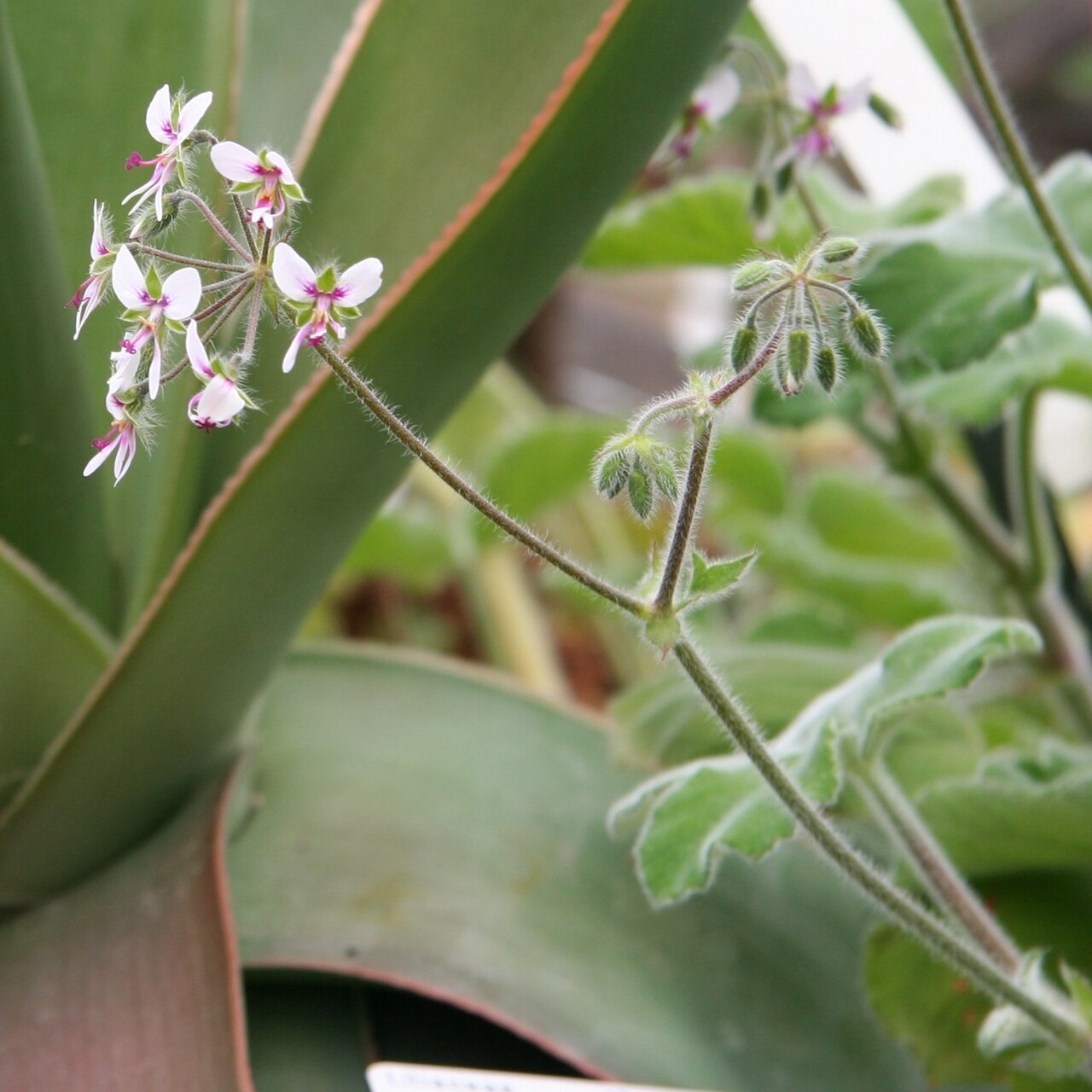 Pelargonium tomentosum: Pelargonium tomentosum im Botanischen Garten Dresden