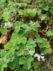 Pelargonium tomentosum (Pelargonium tomentosum)