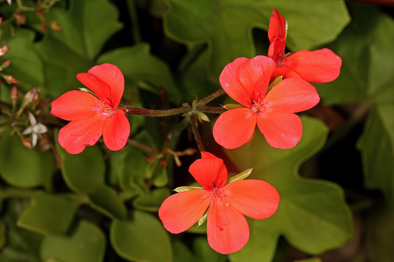 Pelargonium tongaense: Pelargonium tongaense , flowers; Kirstenbosch National Botanical Garden, Cape Town, Western Cape, South Africa
