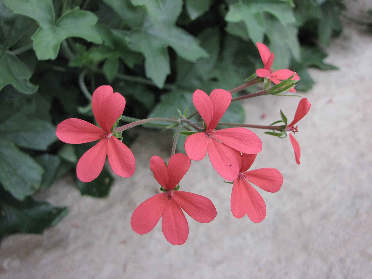 Pelargonium tongaense: Tonga pelargonium