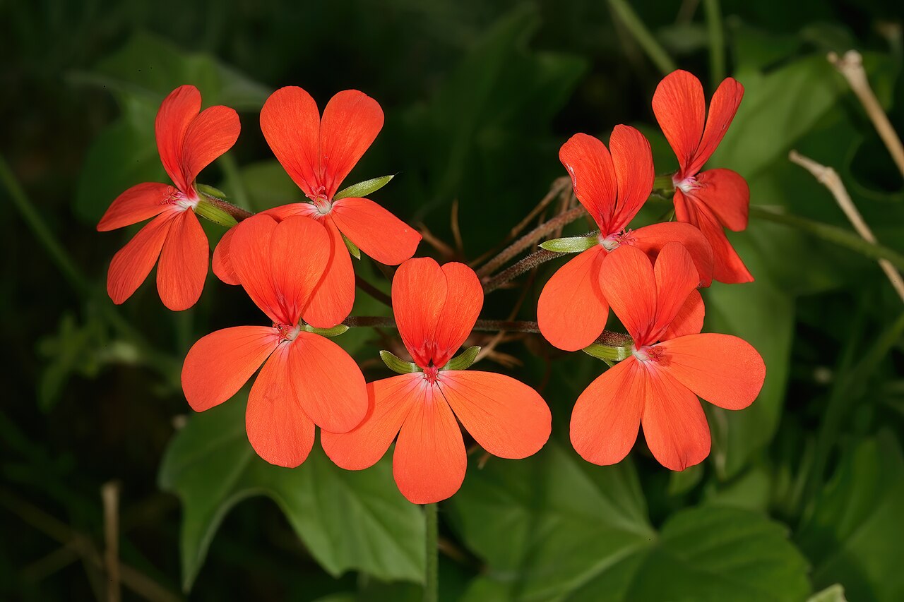 Pelargonium tongaense: Pelargonium tongaense , flowers; Kirstenbosch National Botanical Garden, Cape Town, Western Cape, South Africa