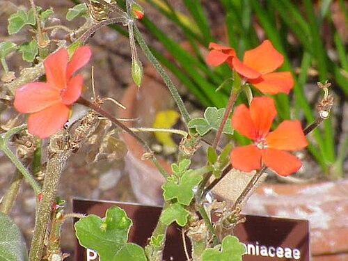 Pelargonium tongaense: Species : Pelargonium tongaense Family : Geraniaceae Image No. 1