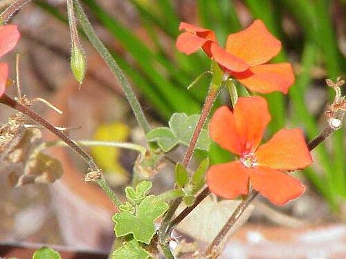 Pelargonium tongaense: Species : Pelargonium tongaense Family : Geraniaceae Image No. 2