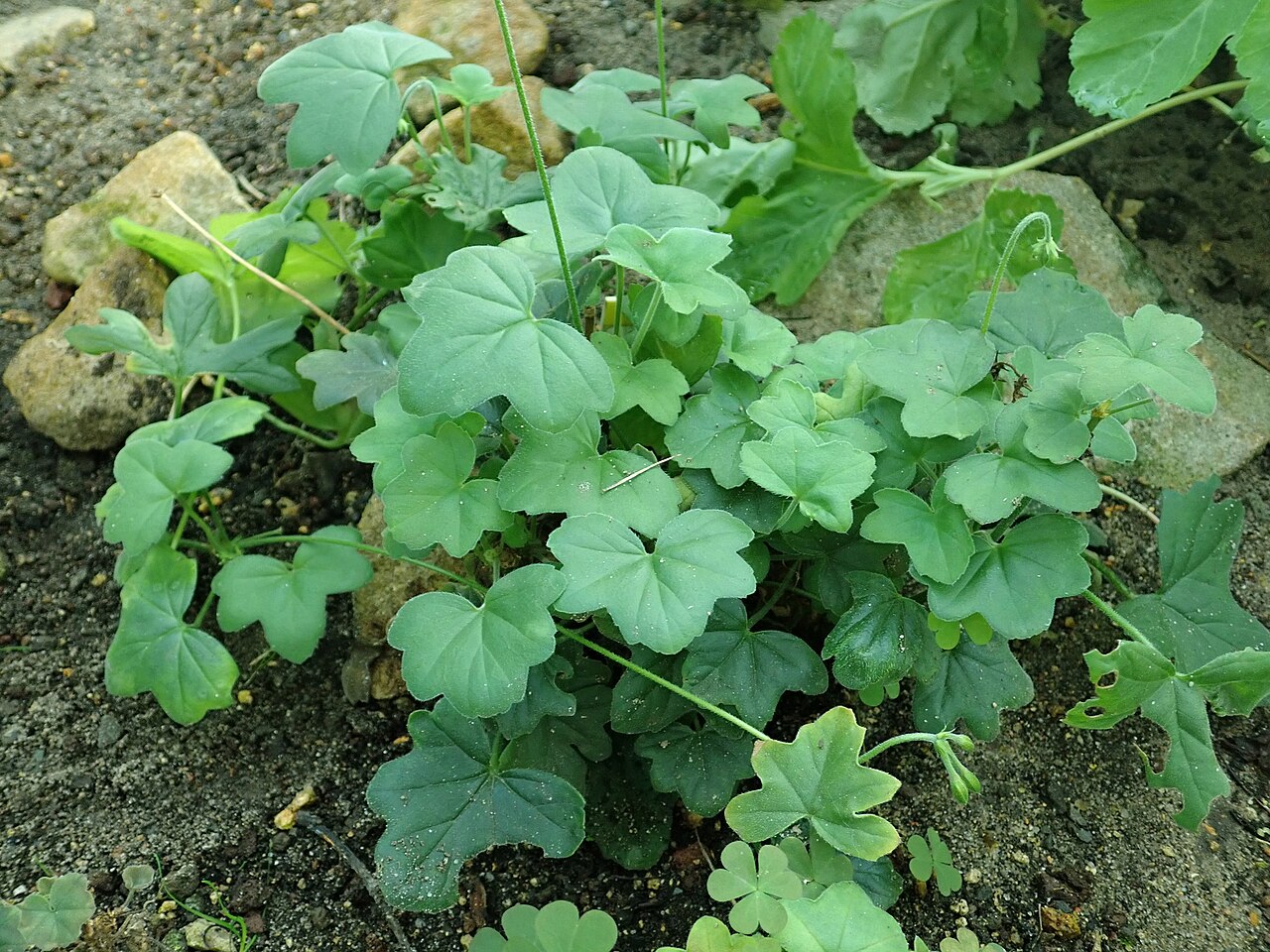 Pelargonium tongaense: Pelargonium tongaense , botanical garden in Berlin.