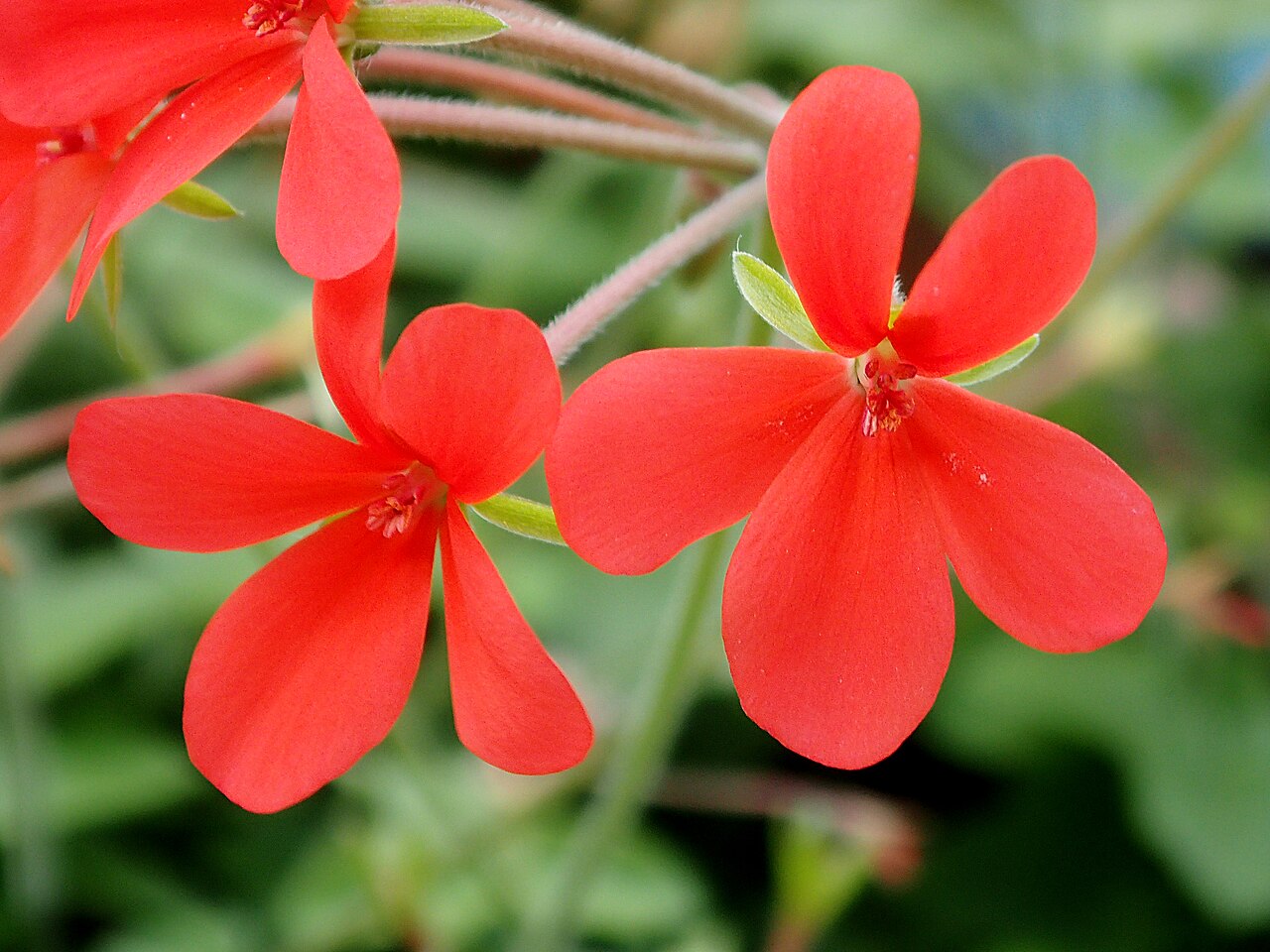 Pelargonium tongaense: Pelargonium tongaense, flowers, in Kirstenbosch botanical garden Cape town