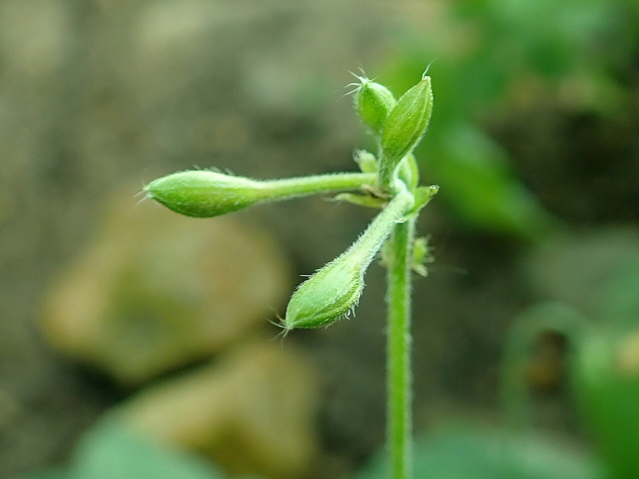 Pelargonium tongaense: Pelargonium tongaense , botanical garden in Berlin.