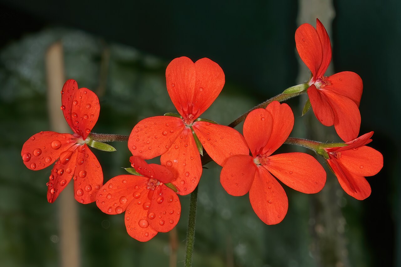 Pelargonium tongaense: Pelargonium tongaense , flowers; Kirstenbosch National Botanical Garden, Cape Town, Western Cape, South Africa