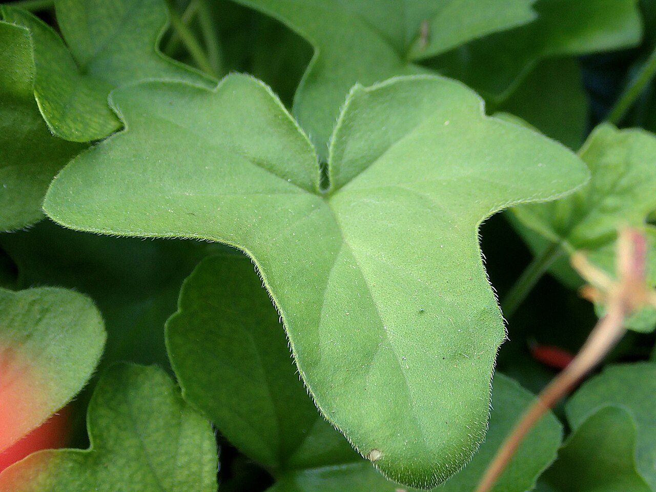 Pelargonium tongaense: Pelargonium tongaense, leaf, in Kirstenbosch botanical garden Cape town
