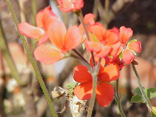 Pelargonium tongaense: Species : Pelargonium tongaense Family : Geraniaceae Image No. 3