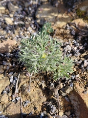 Pelargonium torulosum (Pelargonium torulosum)