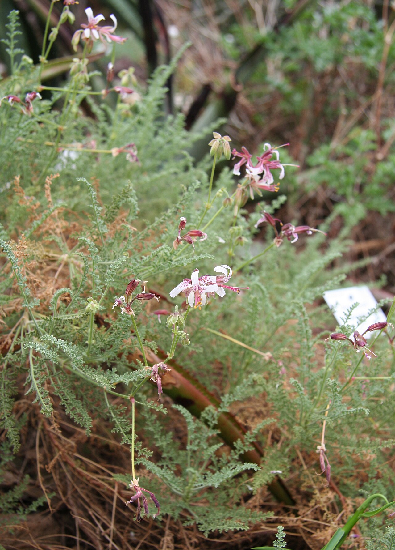 Pelargonium tragacanthoides: Pelargonium tragacanthoides im Botanischen Garten Dresden