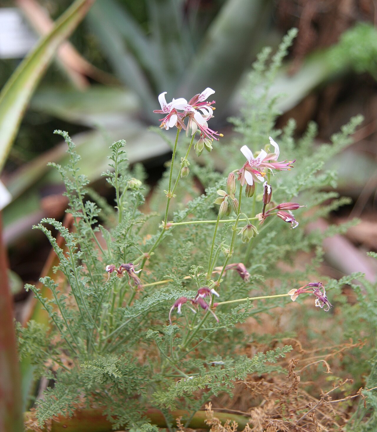 Pelargonium tragacanthoides: Pelargonium tragacanthoides im Botanischen Garten Dresden