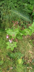 Pelargonium transvaalense (Pelargonium transvaalense)