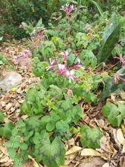 Pelargonium transvaalense (Pelargonium transvaalense)