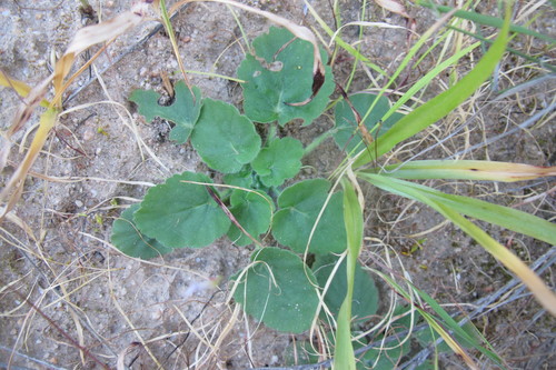 Pelargonium triandrum (Pelargonium triandrum)