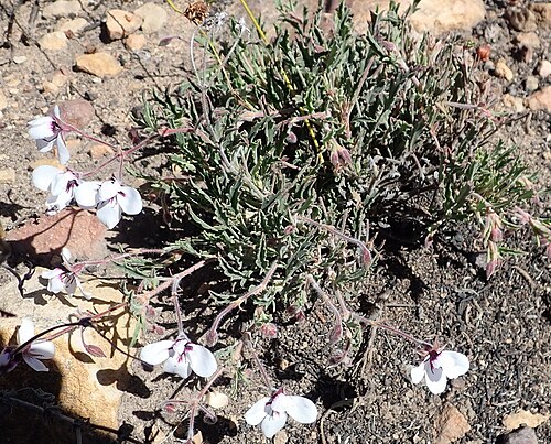 Three-colour pelargonium: A three-colour pelargonium, Pelargonium tricolor , habit, photographed by Nicola van Berkel on 21 September 2018 in the Little Karoo at Rooiberg Conservancey, L