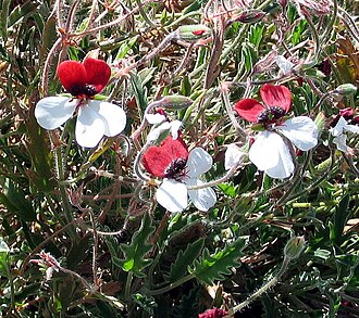 Three-colour pelargonium: Pelargonium tricolor , Geraniaceae