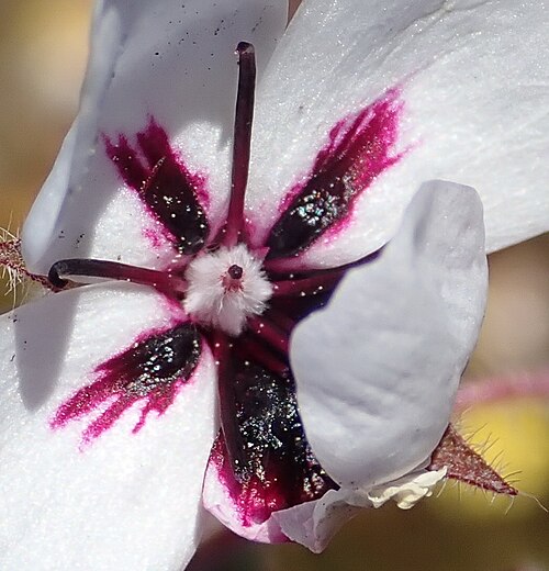 Three-colour pelargonium: A three-colour pelargonium, Pelargonium tricolor , photographed by Nicola van Berkel on 21 September 2018 in the Little Karoo at Rooiberg Conservancey, Ladismit