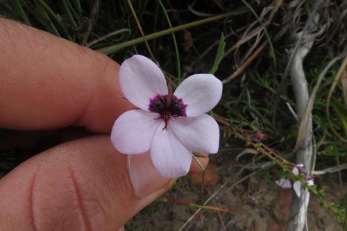 Three-colour pelargonium (Pelargonium tricolor)