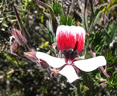 Three-colour pelargonium (Pelargonium tricolor)