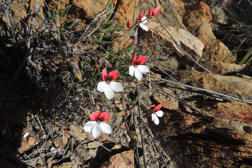 Three-colour pelargonium (Pelargonium tricolor)