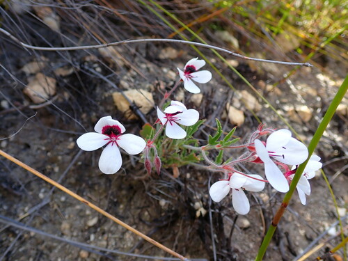 Three-colour pelargonium (Pelargonium tricolor)