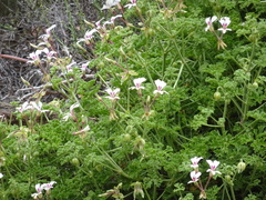 Pelargonium trifidum (Pelargonium trifidum)