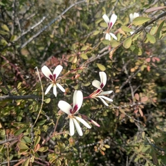 Pelargonium trifidum (Pelargonium trifidum)