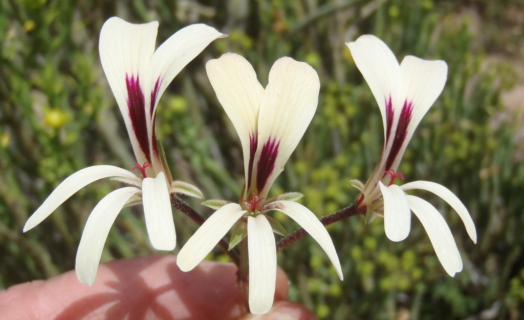 Pelargonium trifidum (Pelargonium trifidum)