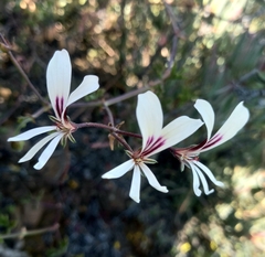 Pelargonium trifidum (Pelargonium trifidum)
