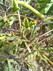 Pelargonium trifidum (Pelargonium trifidum)