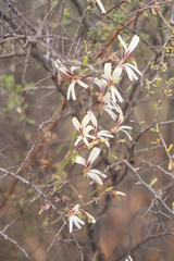 Pelargonium trifidum (Pelargonium trifidum)