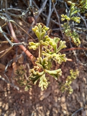 Pelargonium trifidum (Pelargonium trifidum)