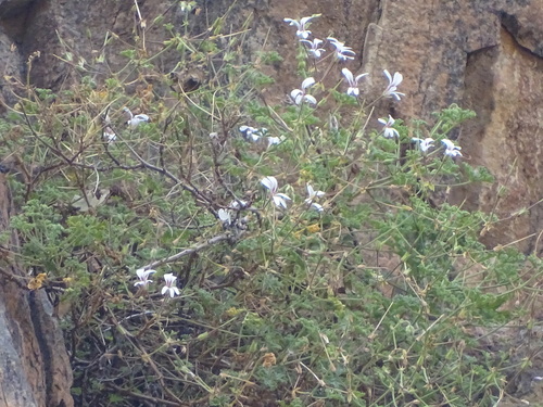Pelargonium trifidum (Pelargonium trifidum)