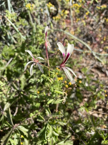 Pelargonium trifidum (Pelargonium trifidum)