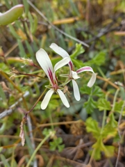 Pelargonium trifidum (Pelargonium trifidum)