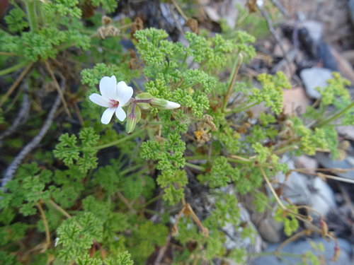 Pelargonium trifidum (Pelargonium trifidum)