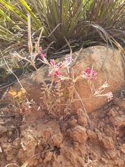 Pelargonium trifoliolatum (Pelargonium trifoliolatum)