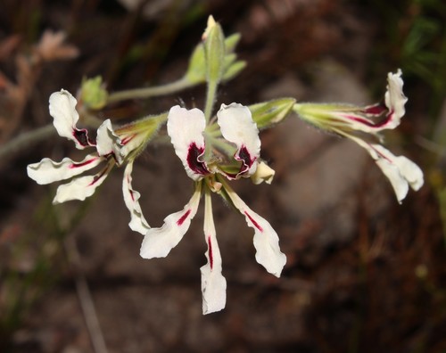 Pelargonium trifoliolatum (Pelargonium trifoliolatum)