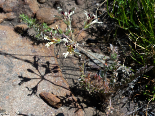 Pelargonium trifoliolatum (Pelargonium trifoliolatum)