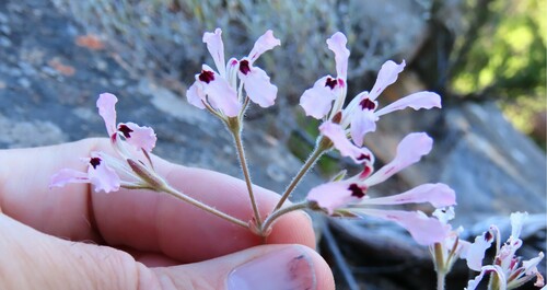 Pelargonium trifoliolatum (Pelargonium trifoliolatum)