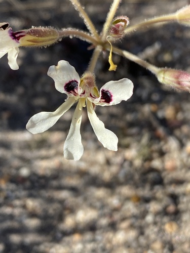 Pelargonium trifoliolatum (Pelargonium trifoliolatum)