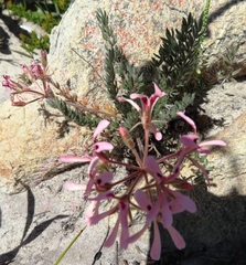 Pelargonium trifoliolatum (Pelargonium trifoliolatum)