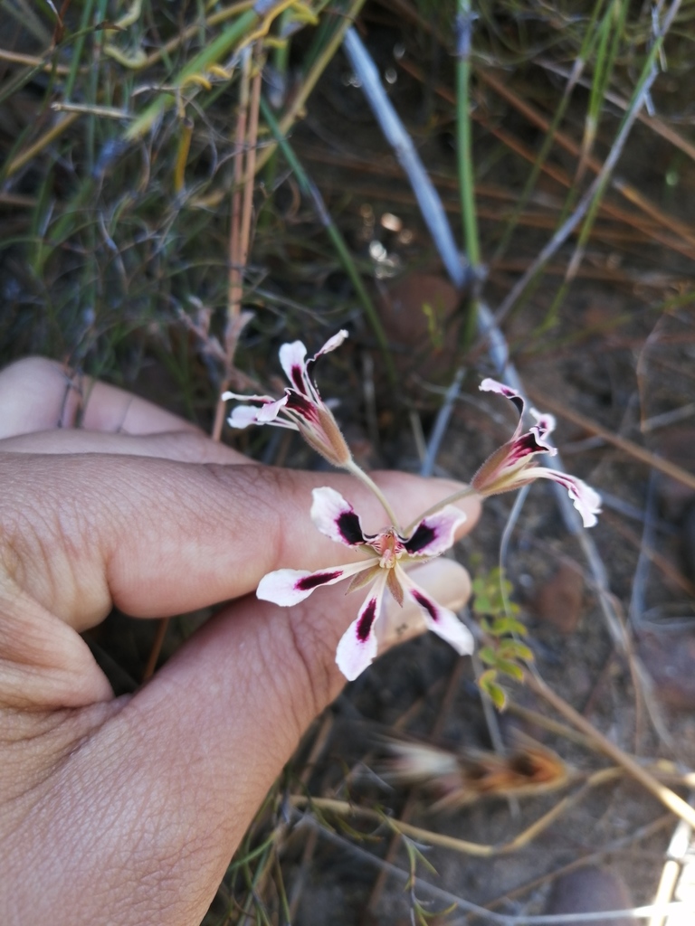 Pelargonium trifoliolatum (Pelargonium trifoliolatum)