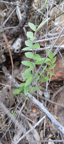 Pelargonium trifoliolatum (Pelargonium trifoliolatum)