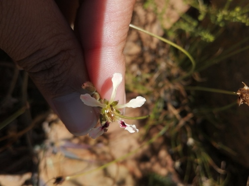 Pelargonium trifoliolatum (Pelargonium trifoliolatum)
