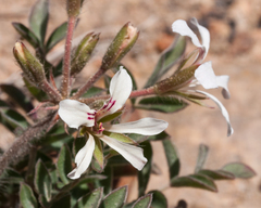 Pelargonium trifoliolatum (Pelargonium trifoliolatum)