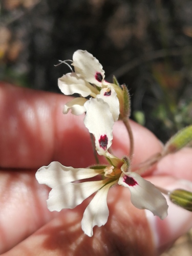 Pelargonium trifoliolatum (Pelargonium trifoliolatum)