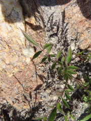 Pelargonium trifoliolatum (Pelargonium trifoliolatum)